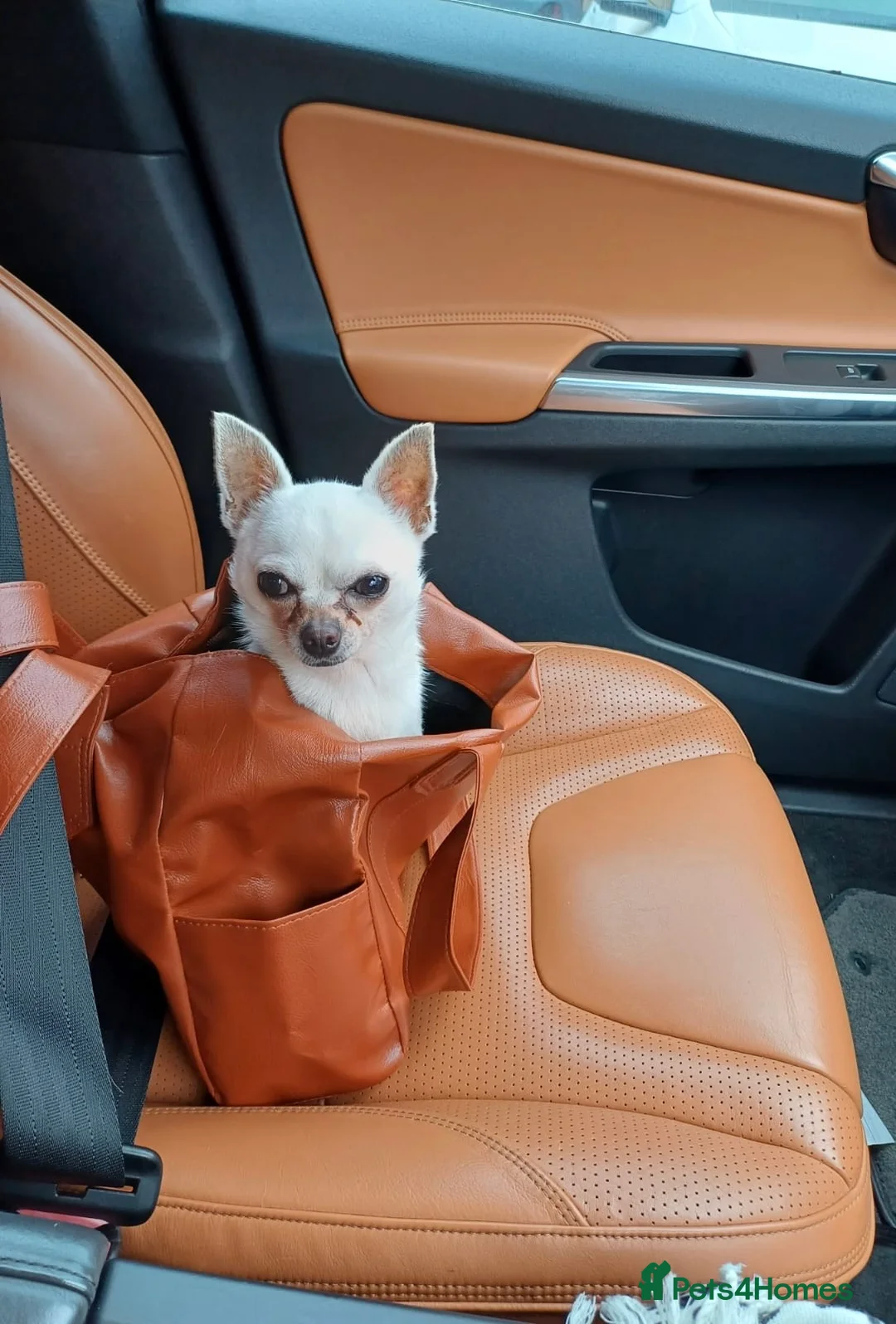 Chihuahua dogs for sale: Beautiful 2 Year Old Male Chihuahua - Leeds  - Advert 1