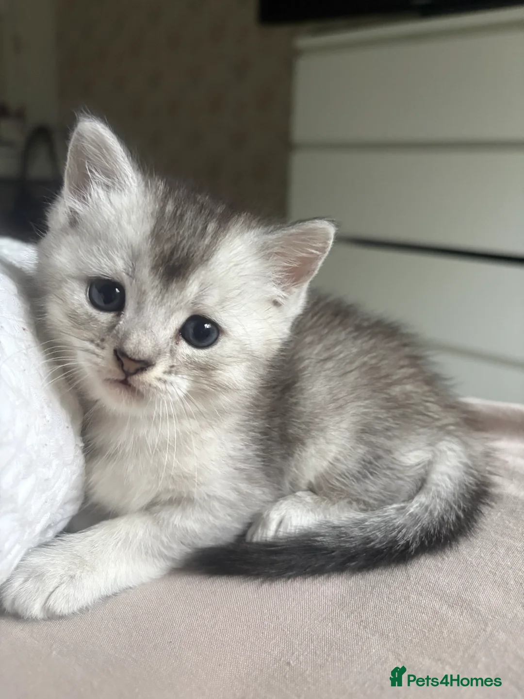 Mixed Breed cats for sale: 4 adorable grey and white kittens  - Advert 15