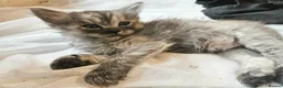 Ragdoll cats for sale: 🐾 Beautiful Ragdoll × Chinchilla Kittens - Advert 10