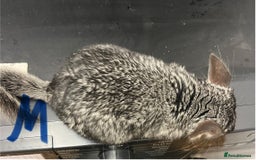 Chinchilla rodents for sale: Chinchilla kits (Dorset) - Image 4