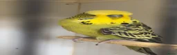Budgerigars birds for sale: Budgies mixed - Advert 5