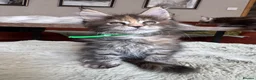 Maine Coon cats for sale: Superb quality Maine coon girls  - Advert 13
