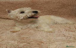 West Highland Terrier dogs for adoption: Michelle: The Little Dog the World Tried to Forget - Image 3