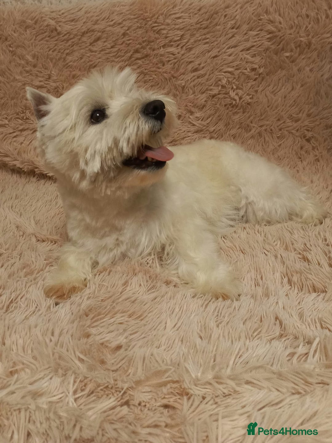 West Highland Terrier dogs for adoption: Michelle: The Little Dog the World Tried to Forget - Image 3