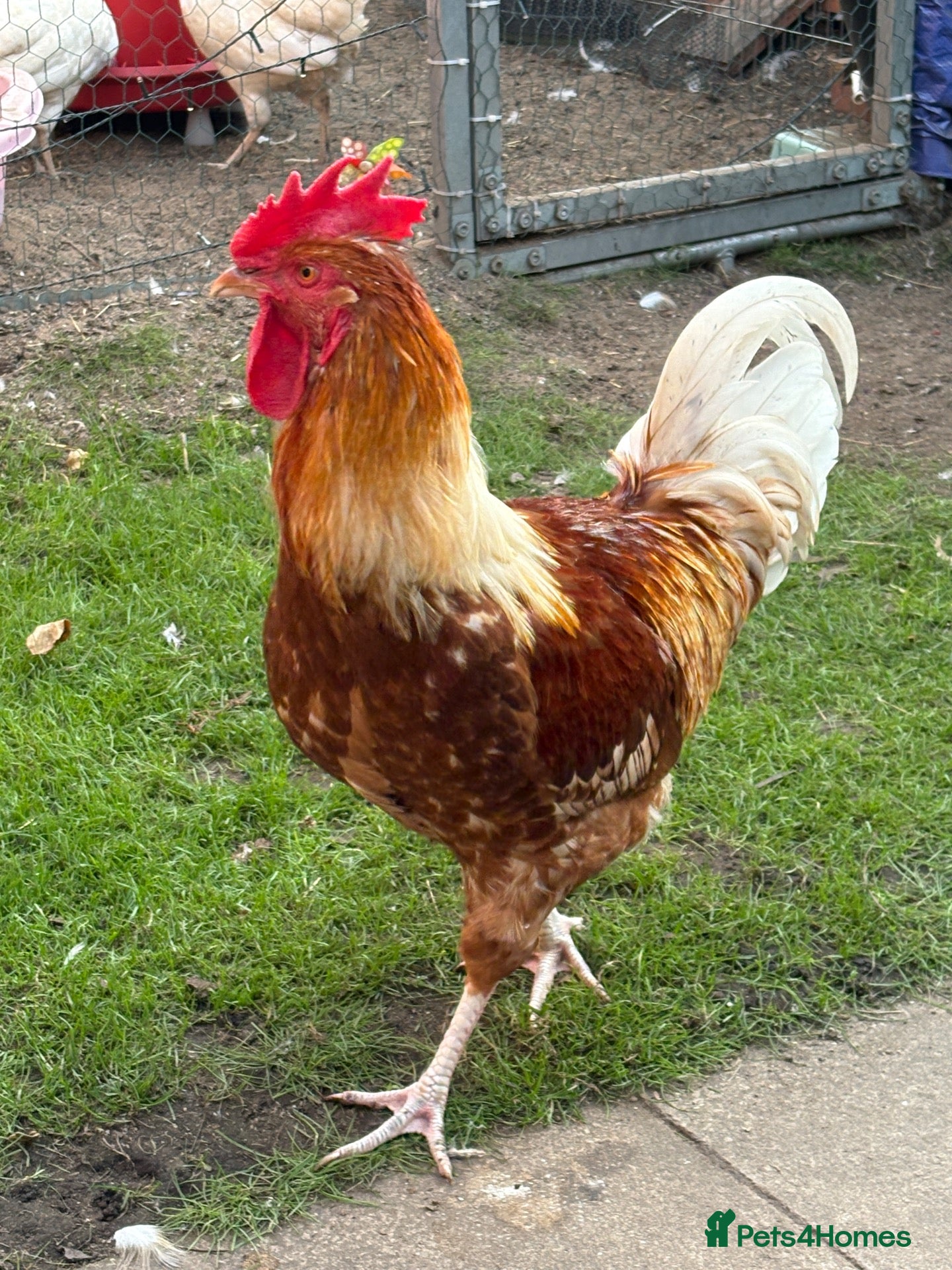 Chickens poultry rooster  - Advert 2