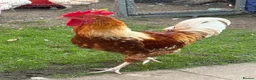 Chickens poultry for sale: rooster  - Advert 2