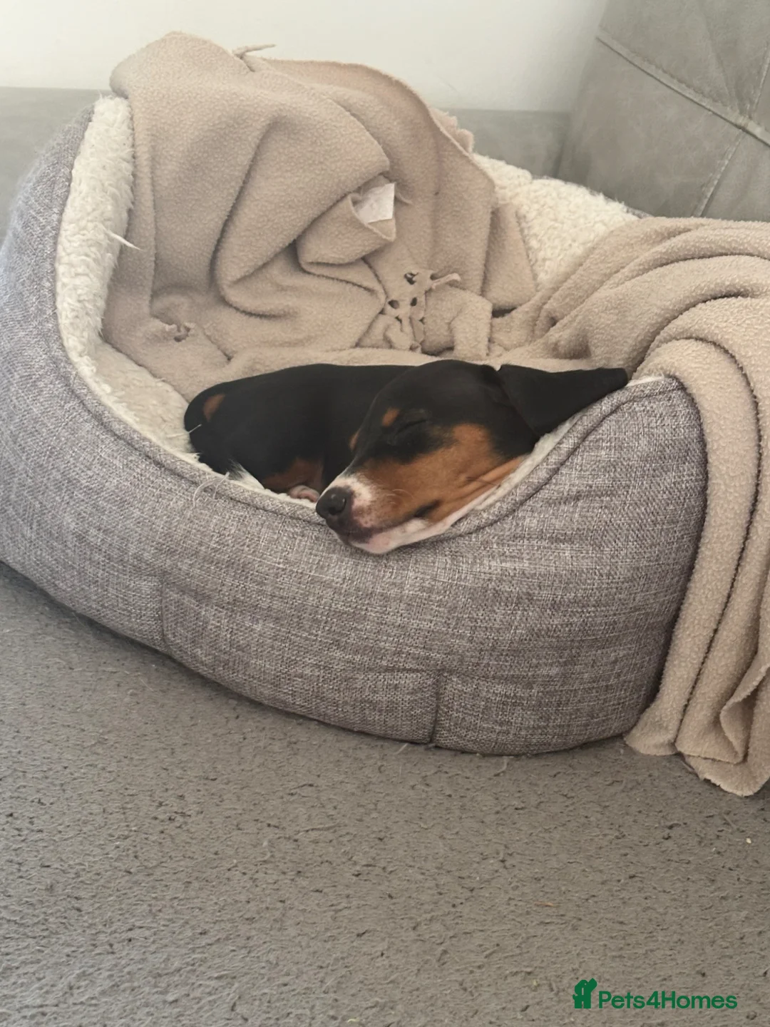 Dachshund dogs for sale: MINIATURE DACHSHUND GIRLS READY NOW - Advert 4