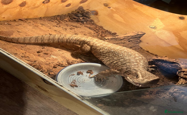 Monitor reptiles Bosc monitor  - Advert 1