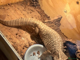 Monitor reptiles Bosc monitor - Advert 1