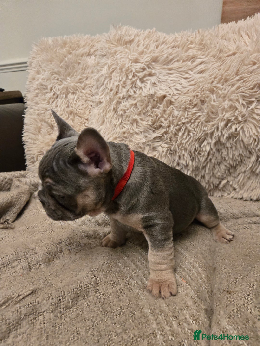 French Bulldog dogs for sale: Beautiful French Bulldog Puppies for sale - Advert 18