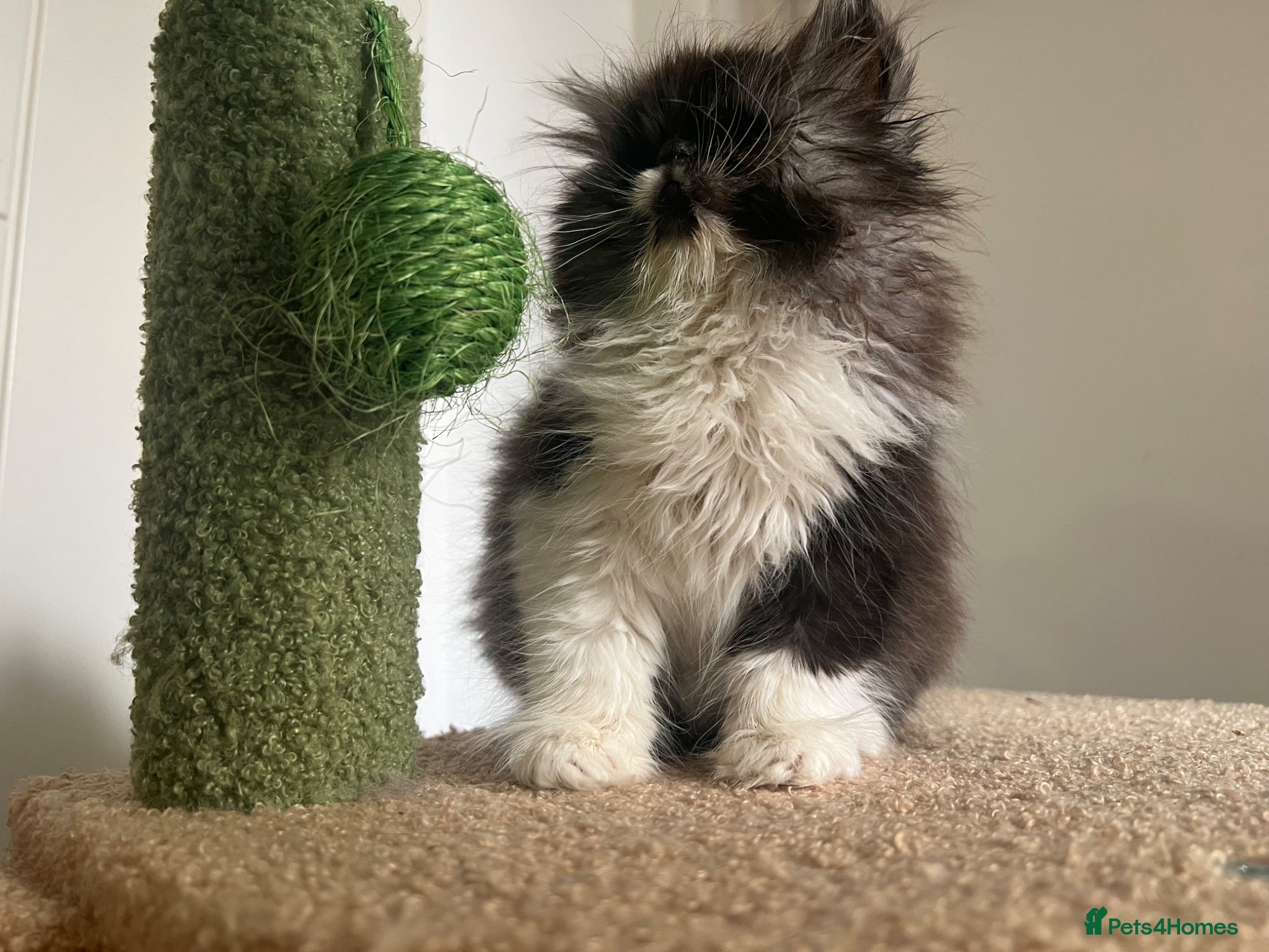 Persian cats for sale: Betty looking for new home - Advert 8