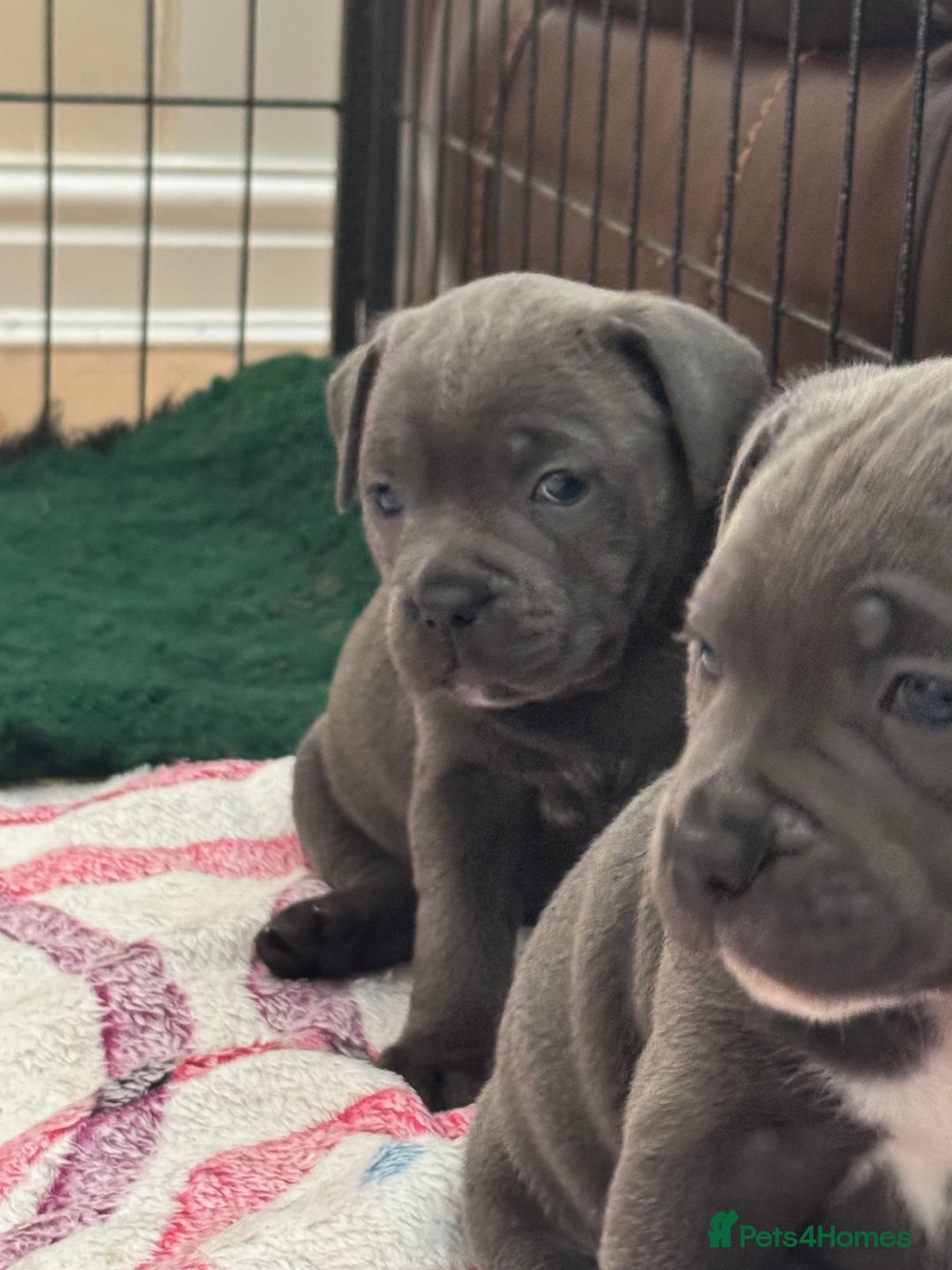 Staffordshire Bull Terrier dogs for sale: Amazing blue Staffordshire bull terrier puppies  in Stoke-on-Trent - Image 14