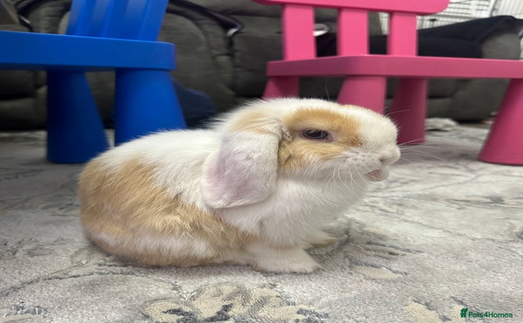 Mini Lop rabbits - Advert 1