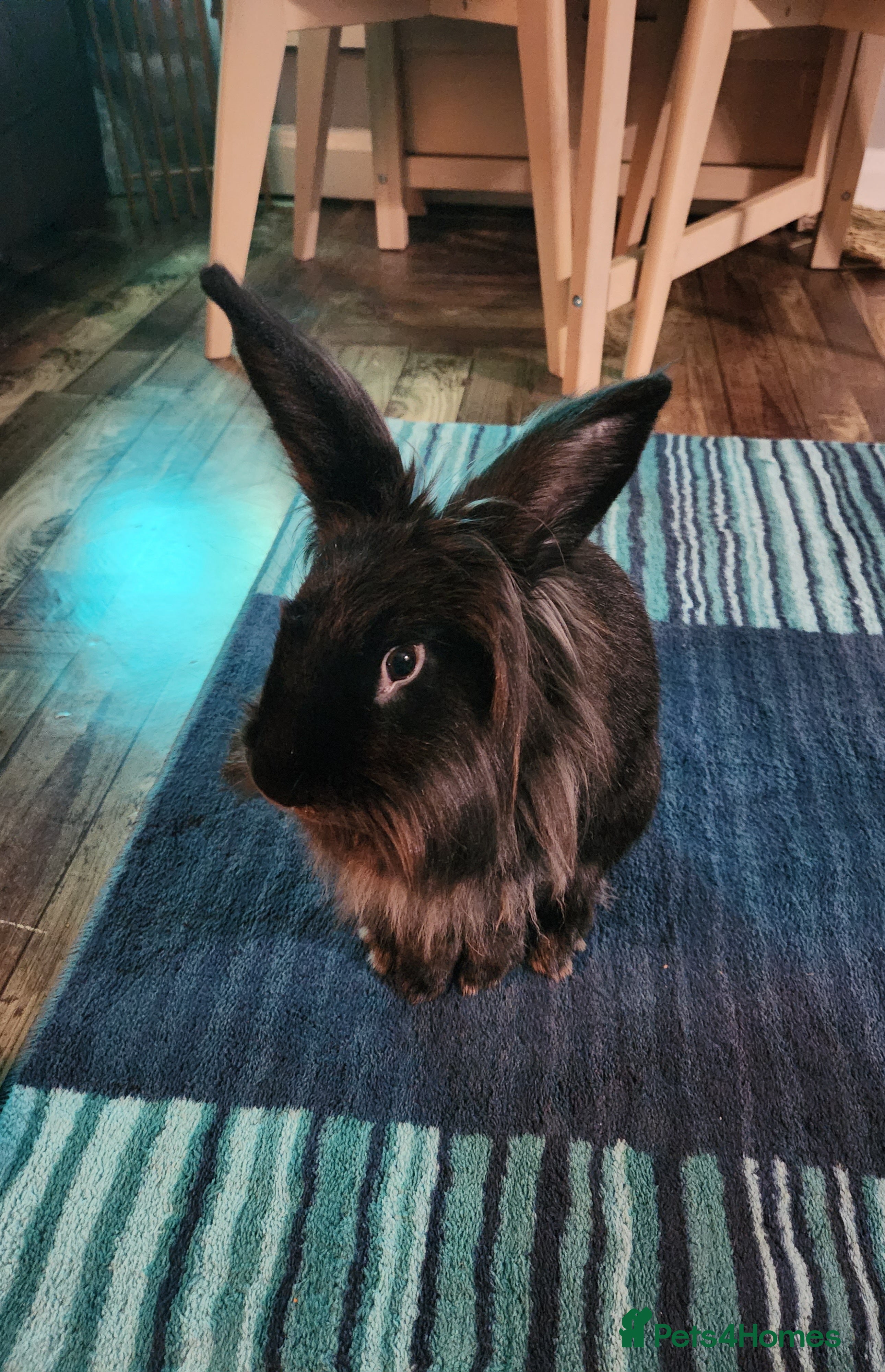 Mixed Breed rabbits 3 year old rabbit - Advert 1