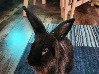 Mixed Breed rabbits 3 year old rabbit - Advert 1