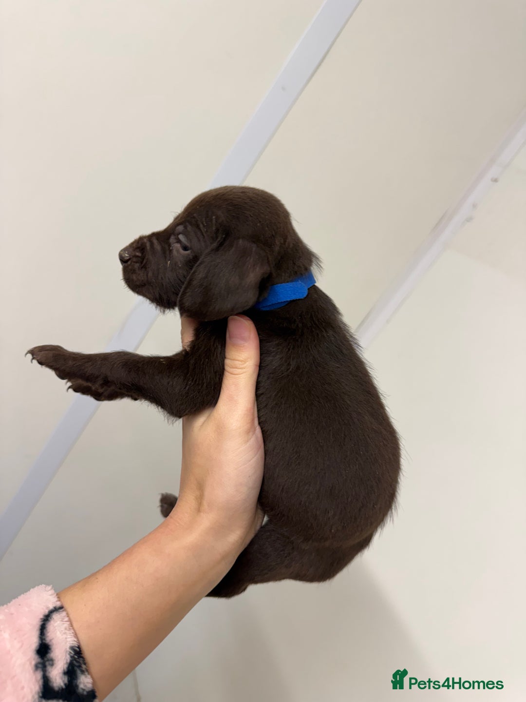 German Wirehaired Pointer dogs for sale: 11 German Wirehaired Pointer Puppys - Advert 10