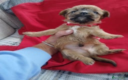 Chorkie dogs for sale: Chihuahua  Cross Yorkshire  - Image 8