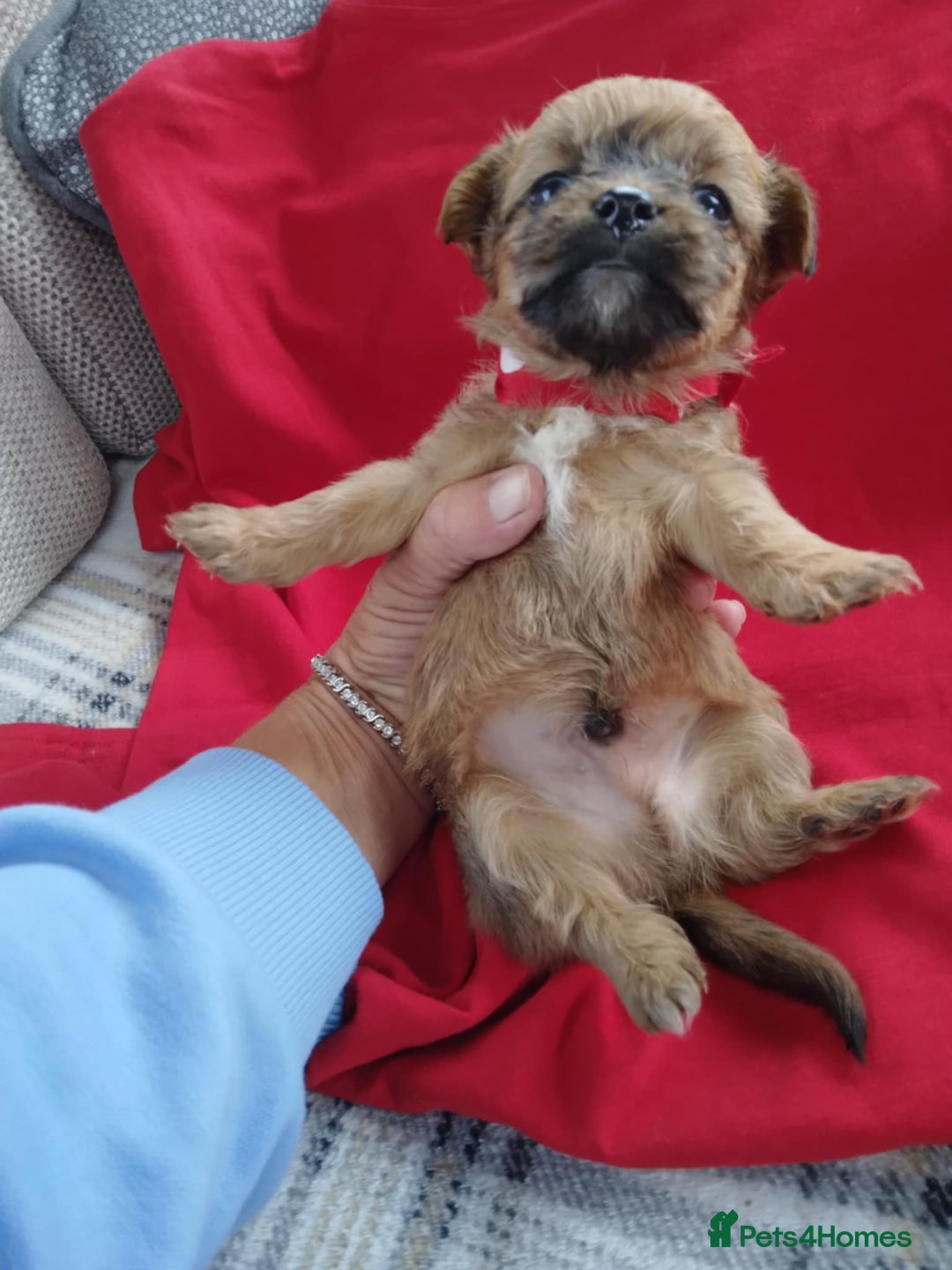 Chorkie dogs for sale: Chihuahua  Cross Yorkshire  - Image 8