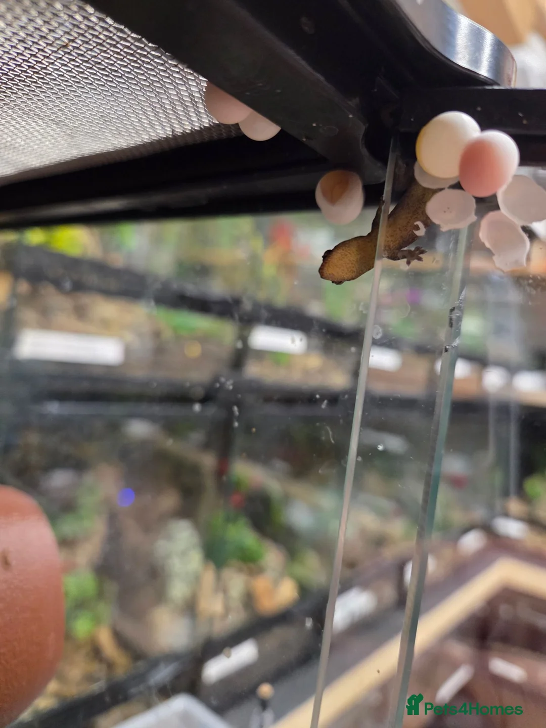 Gecko reptiles for sale: Mourning geckos - Advert 2