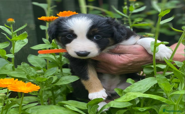 Border Collie dogs - Advert 2