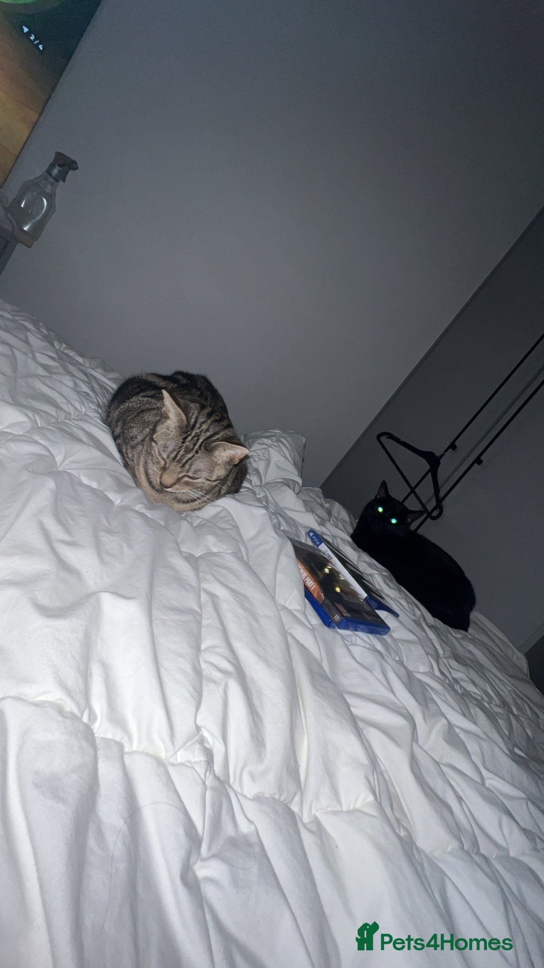 Mixed Breed cats for sale: Must go together! - Advert 8