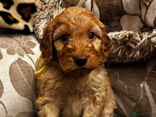 Cockapoo dogs F1 Sable Boy and Girls 5 star health tests - Advert 5