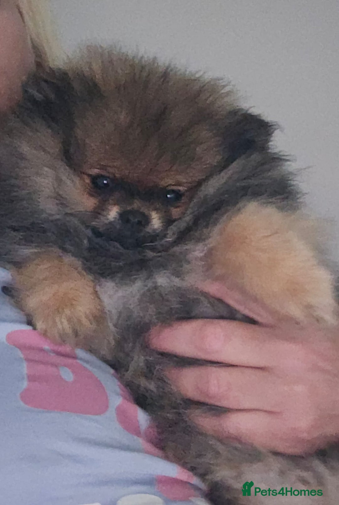 Pomeranian dogs for sale: Female Pomeranian Girl - Image 6