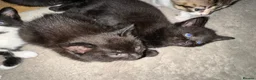 Mixed Breed cats for sale: Adorable kittens looking for their forever homes - Advert 5