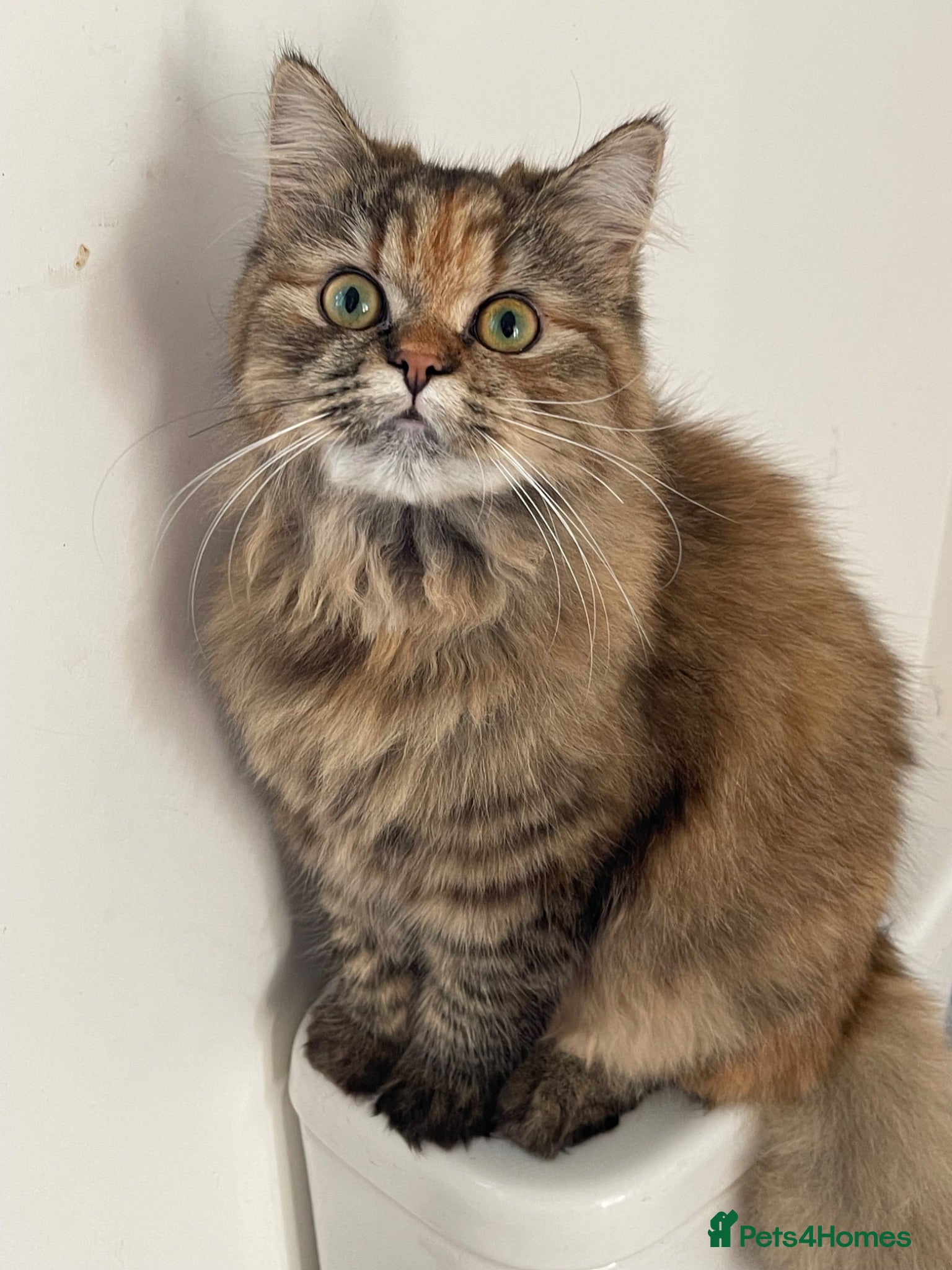 Persian cats Four gorgeous kitten for sale  - Advert 9