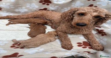 Miniature Poodle dogs - Advert 3