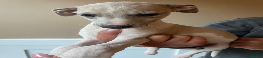 Whippet Puppy 8