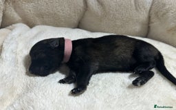 German Shepherd dogs for sale: German Shepherd's from DDR and Czech bloodlines.  - Image 13