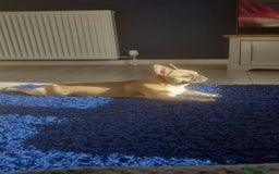 French Bulldog dogs for sale: French Bulldog - Image 5