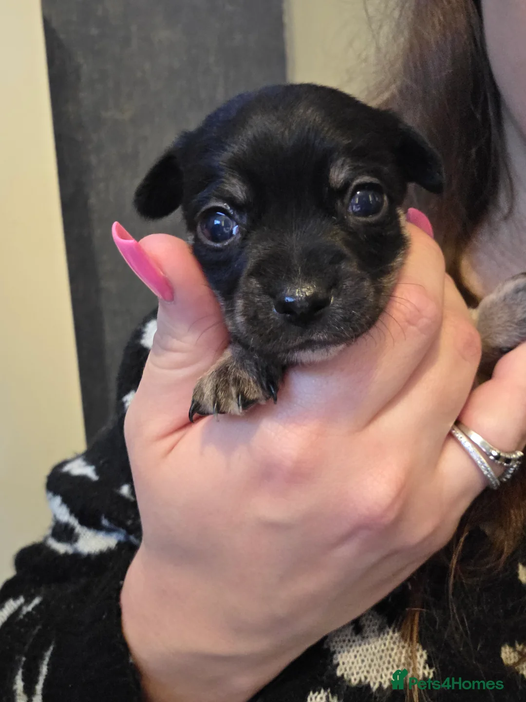 Chihuahua dogs for sale: Chihuahua Puppies - Advert 13