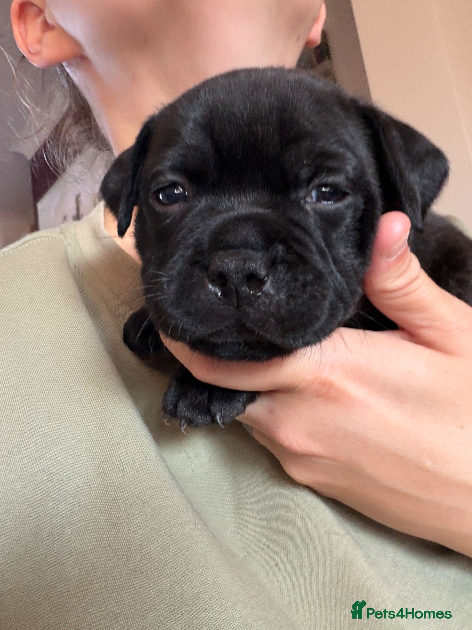Staffordshire Bull Terrier dogs 💙ONE BOY LEFT KC Registered SBT - Advert 17