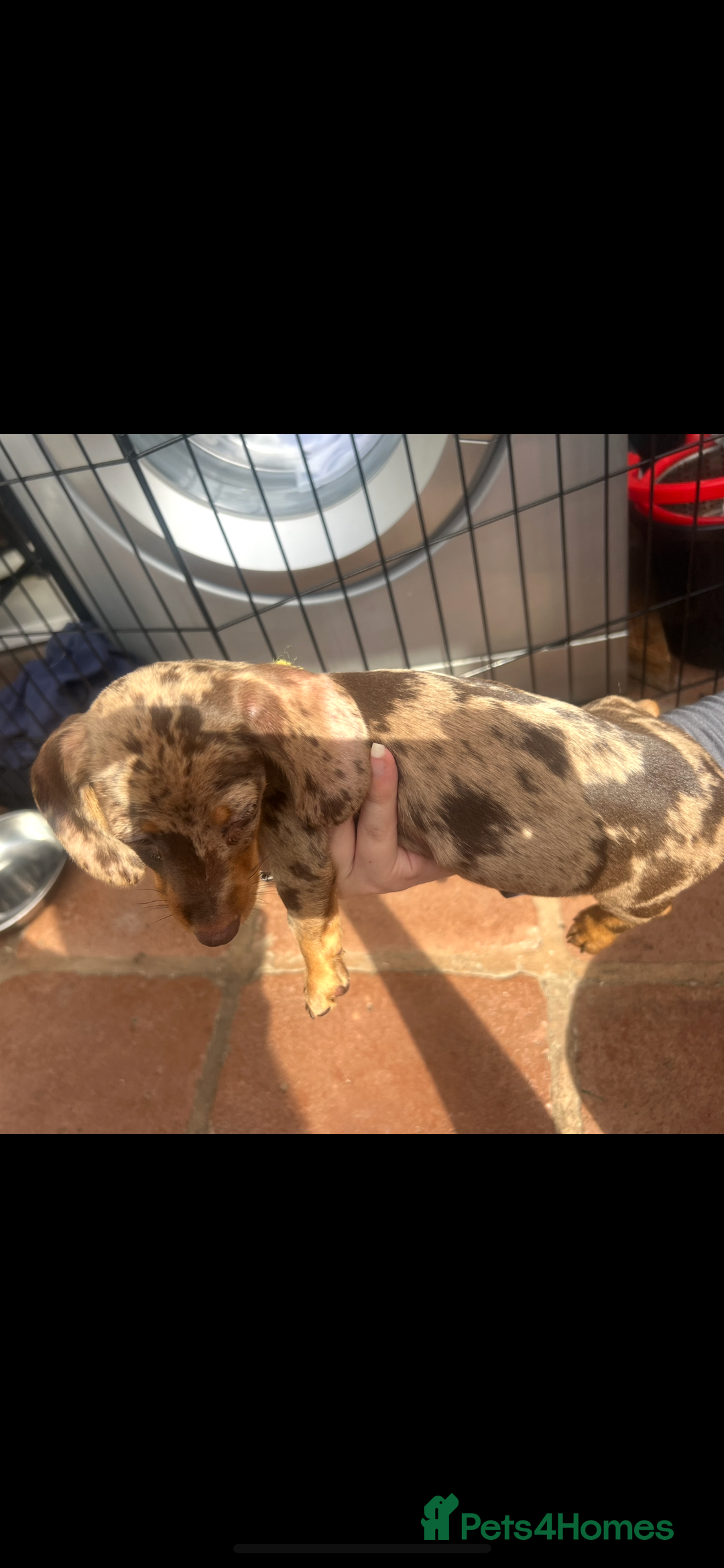 Dachshund dogs for sale: READY TO GO Dachshund Puppies dapple+chocolate - Image 31