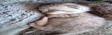 Scottish Fold 4