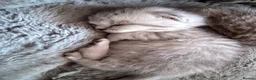 Scottish Fold cats for sale: Beautiful Scottish Fold Kittens for Loving Homes🐱 - Advert 13