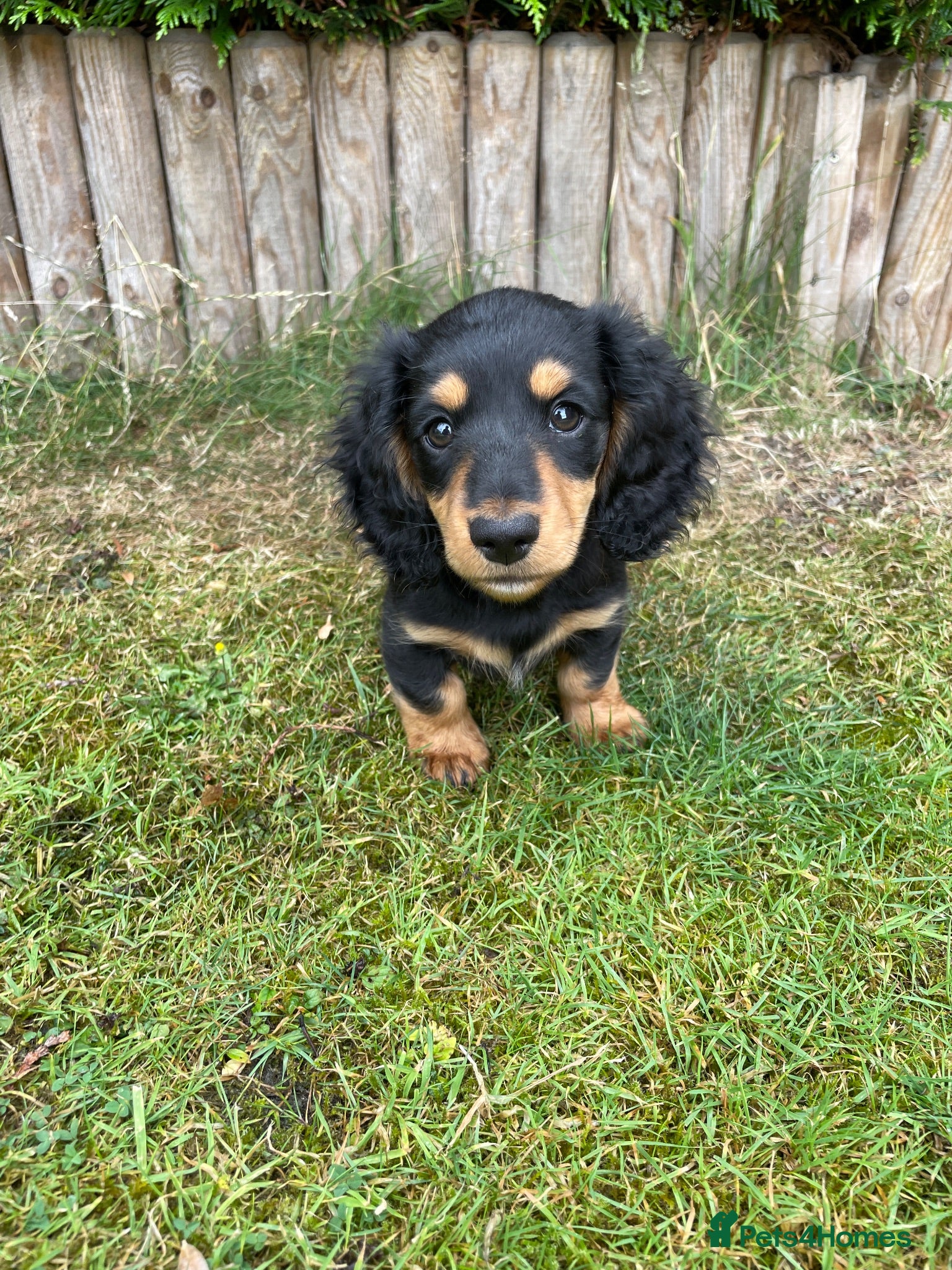 Miniature Dachshund dogs Miniature long haired dachshunds  - Advert 15