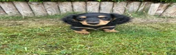 Miniature Dachshund dogs for sale: Miniature long haired dachshunds  - Advert 1