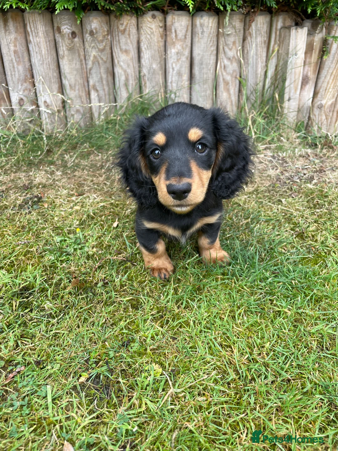 Miniature Dachshund dogs for sale: Miniature long haired dachshunds  - Advert 1