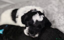 Cockapoo dogs for sale: F3 cockapoo  - Image 26