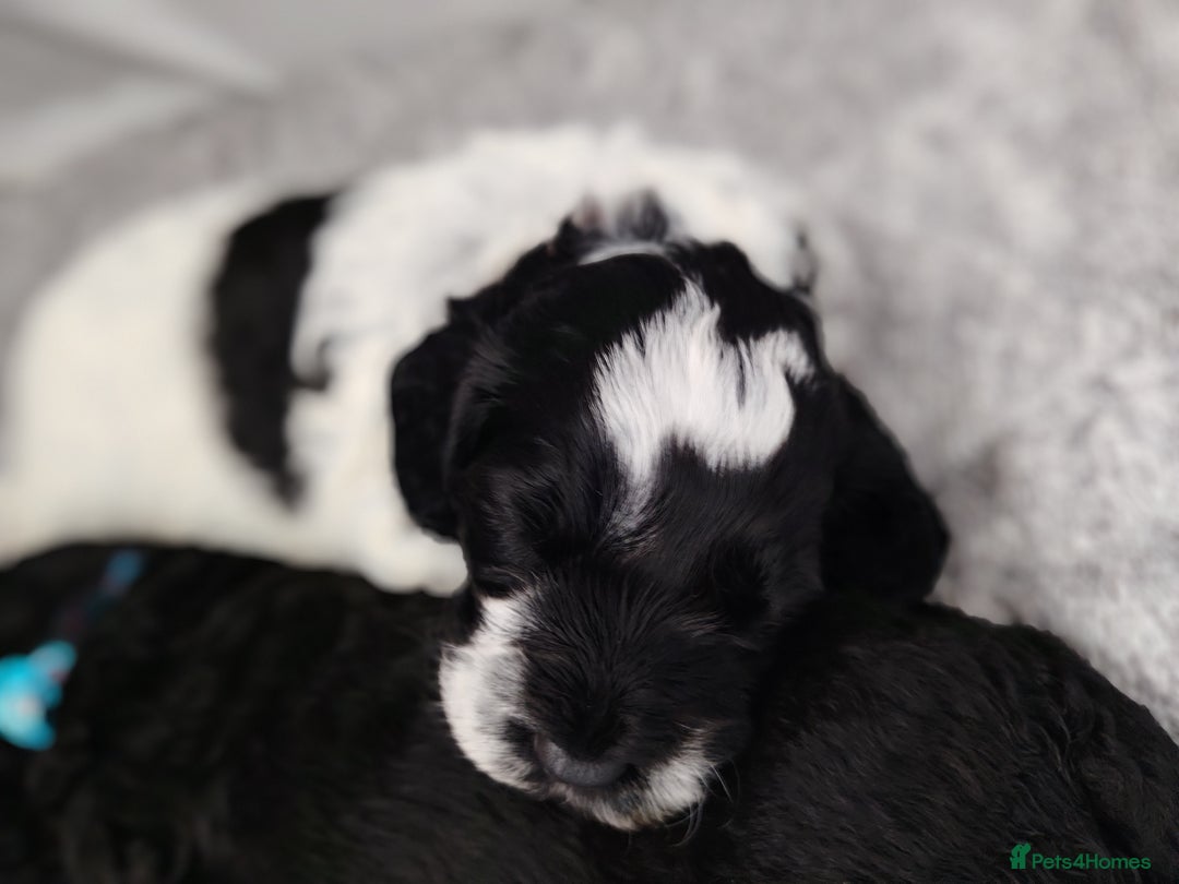 Cockapoo dogs for sale: F3 cockapoo  - Image 26