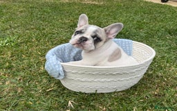 French Bulldog dogs for sale: french bulldog puppy ready soon - Image 2
