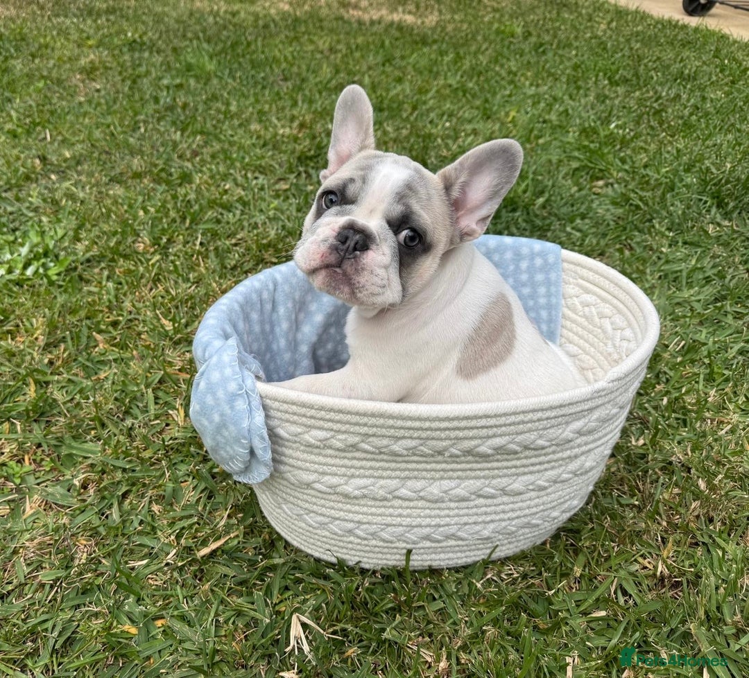 French Bulldog dogs for sale: french bulldog puppy ready soon - Image 2
