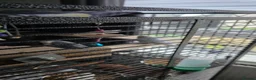 Cockatiels birds for sale: 2 budgies 3 cocktails  in Bolton - Advert 2