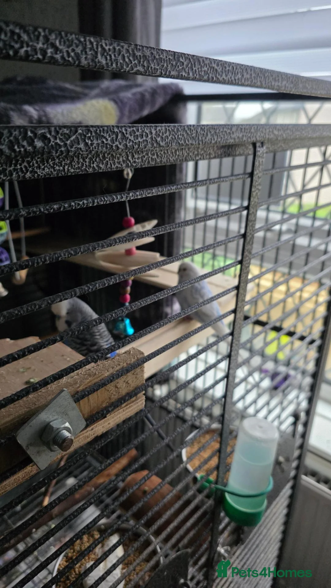 Cockatiels birds for sale: 2 budgies 3 cocktails  in Bolton - Advert 2