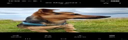 Jack Russell dogs for stud: Jack Russell for stud in Hull - Advert 13