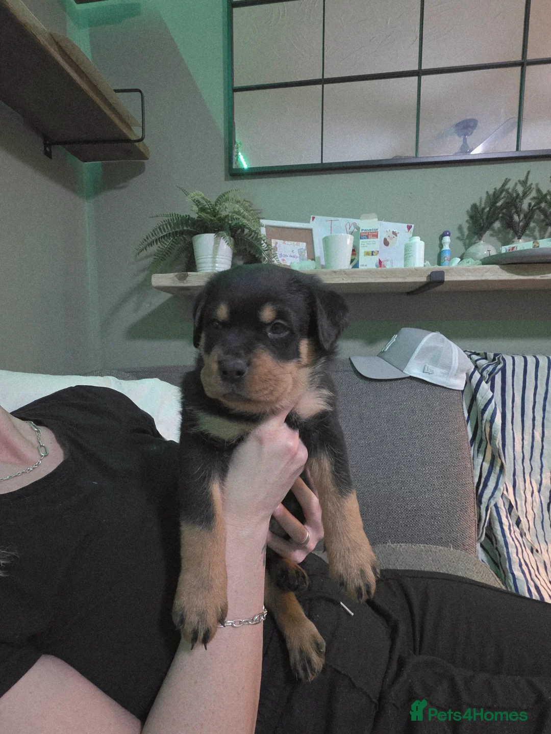 Rottweiler dogs for sale: Stunning chunky Rottweiler puppies  - Advert 11