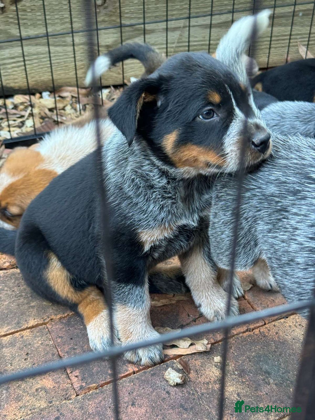 Australian Cattle Dog dogs for sale: Sweet And Loveable Litters Australian Cattle Dogs - Advert 2